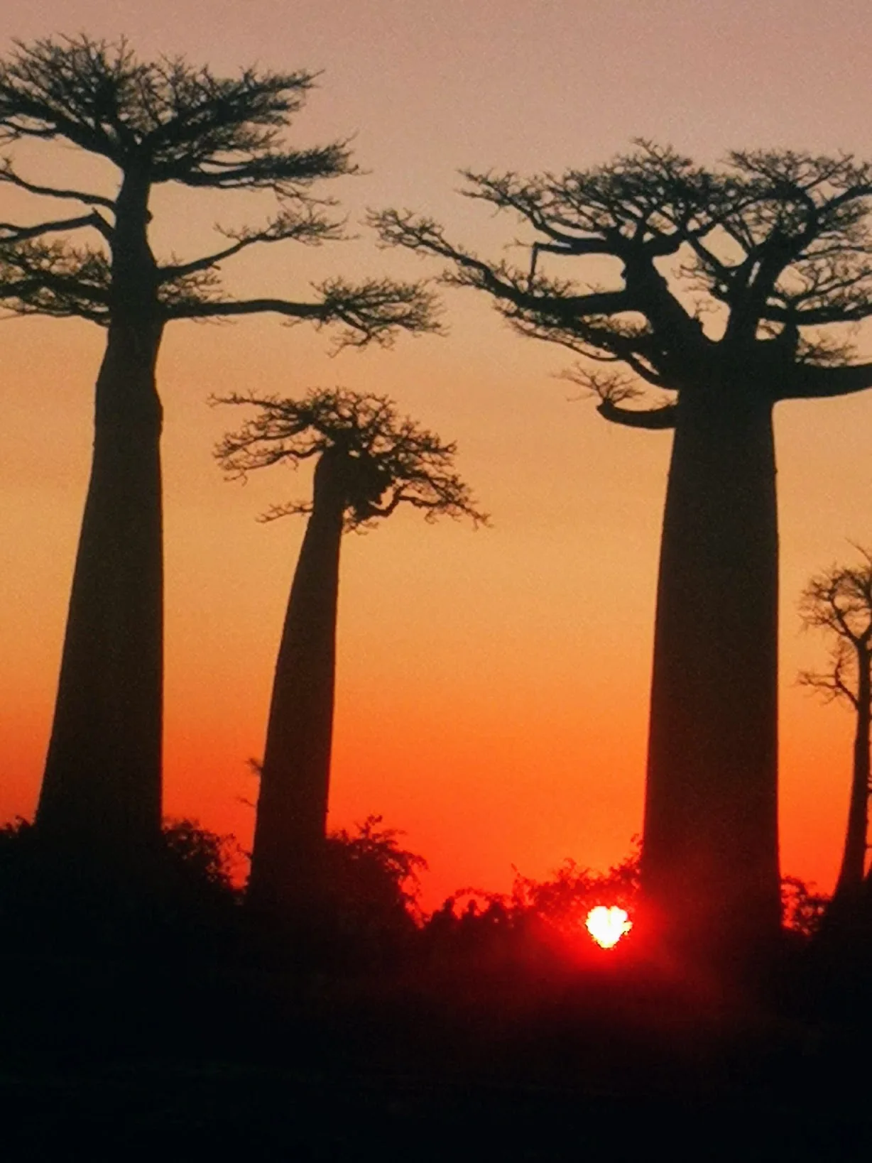Baobab silhouettes at sunset on the Avenue of the Baobabs, Madagascar