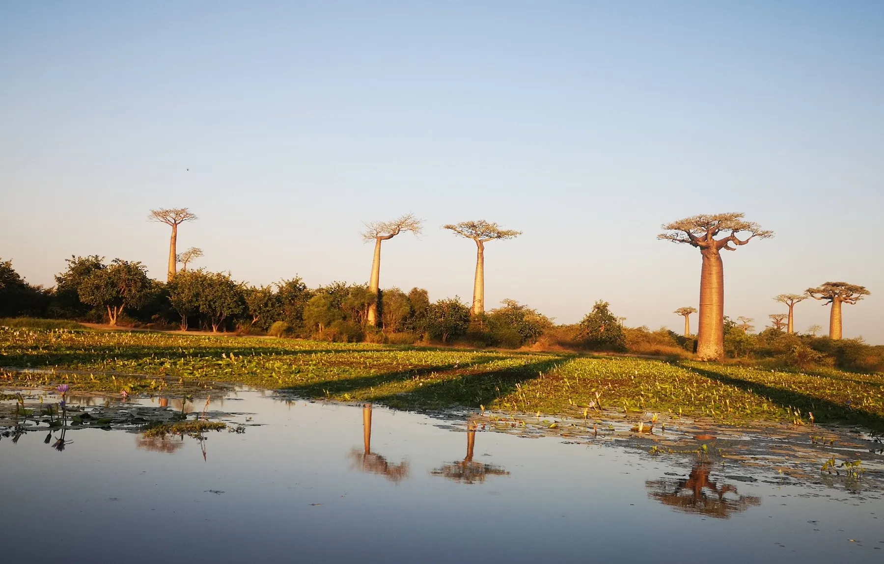 Baobabs se reflétant dans l’eau à l’heure dorée, Madagascar