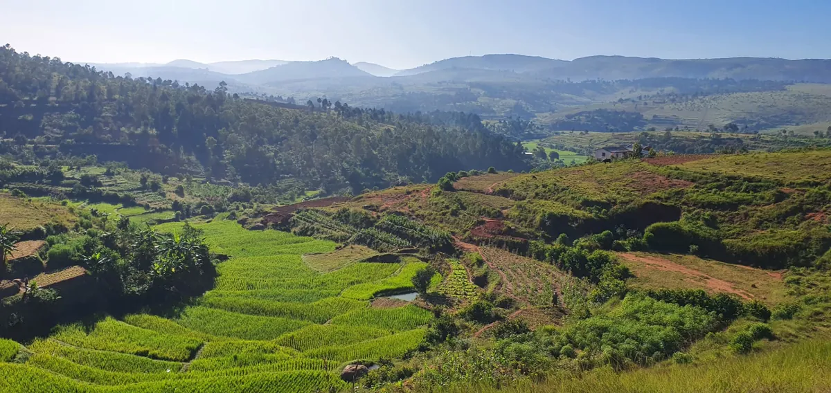 Green rice terraces and hills in the highlands near Antananarivo