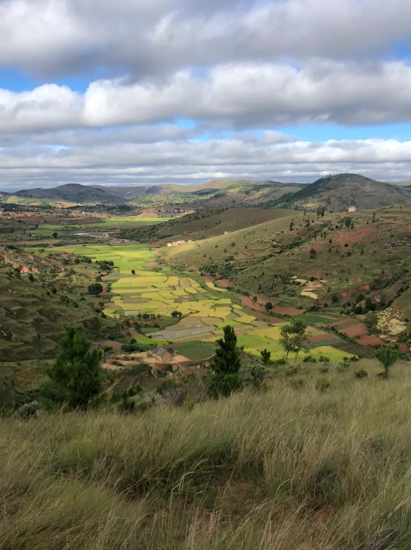 Valley of rice fields between grassy hills in the highlands of Madagascar