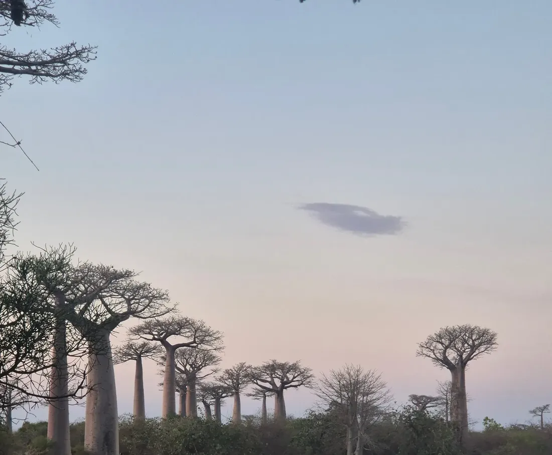 Avenue of the Baobabs at dusk, near Morondava