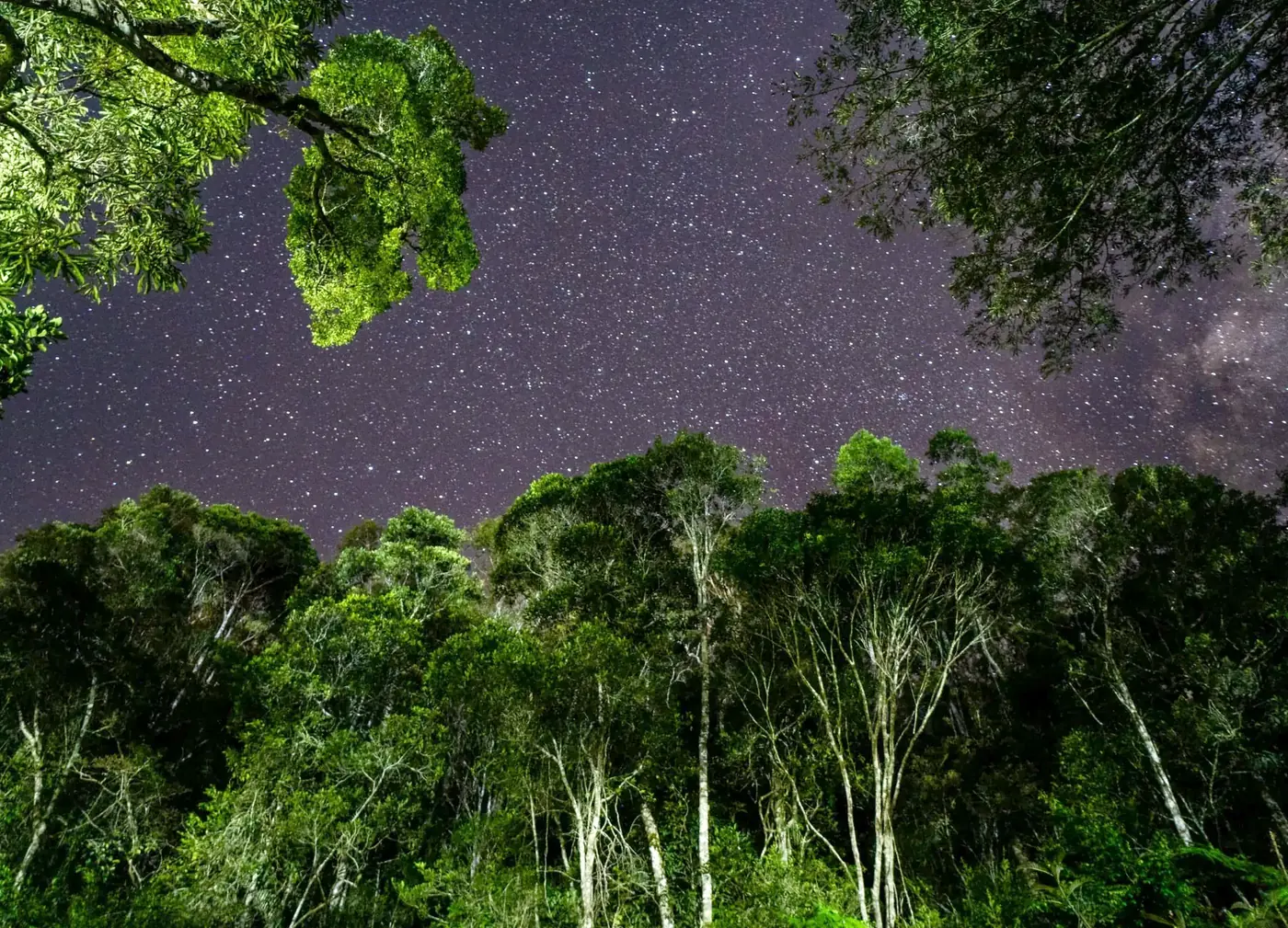 Starry night sky above the rainforest canopy, Madagascar