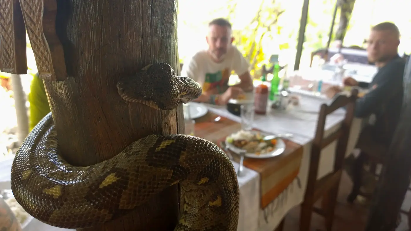 Madagascar boa coiled around a wooden post