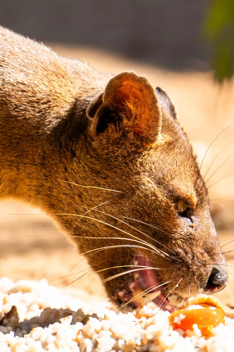 Fosa, Madagascar's largest predator