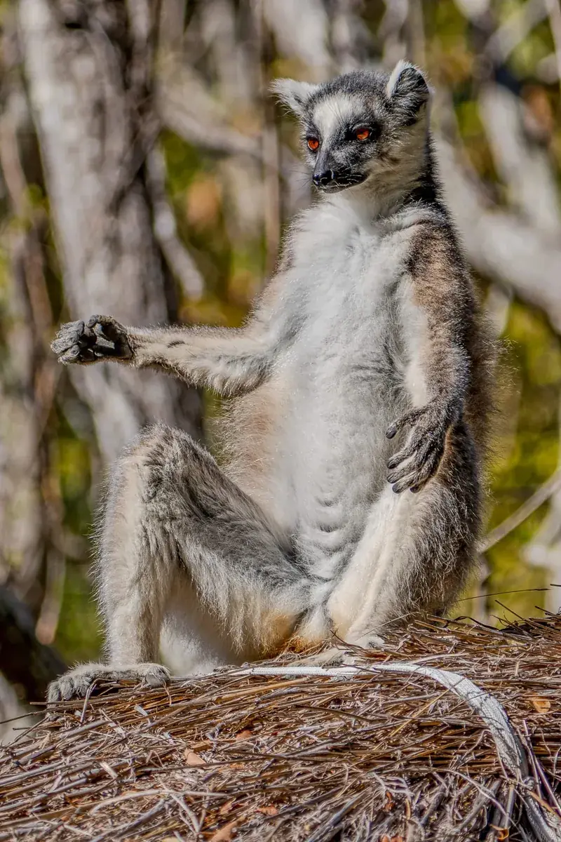 Ring-tailed lemur sitting upright, Madagascar