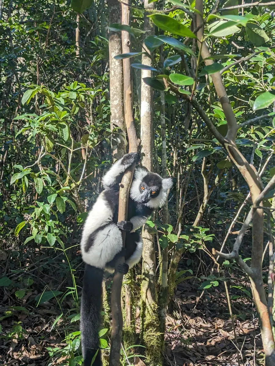 Black-and-white ruffed lemur climbing a tree in the rainforest, Madagascar
